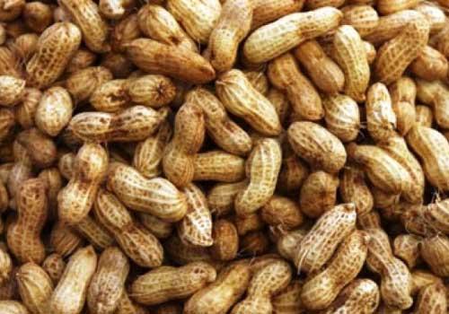 Qualité des graines jugée mauvaise: Les paysans du Ndoukouman rejettent les semences Qualité des graines jugée mauvaise: Les paysans du Ndoukouman rejettent les semences