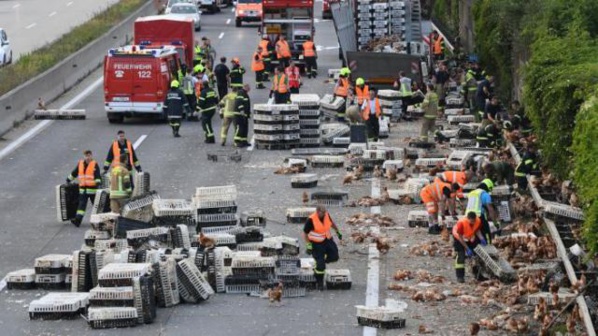 Autriche: des milliers de poules bloquent une autoroute Autriche: des milliers de poules bloquent une autoroute