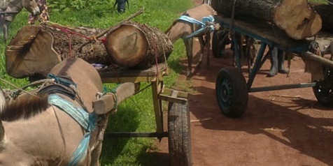 Coupe illégale de bois en Casamance: 44 charrettes, 9 ânes saisis et 5 délinquants arrêtés Coupe illégale de bois en Casamance: 44 charrettes, 9 ânes saisis et 5 délinquants arrêtés