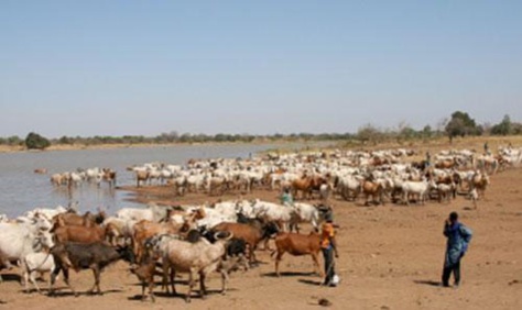 Sédhiou-Kolda: deux bergers en transhumance portés disparus Sédhiou-Kolda: deux bergers en transhumance portés disparus