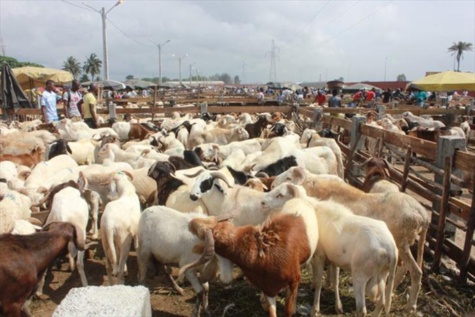 Tabaski : 468 000 moutons dont près de 325 00 importés, présents sur le marché (Dg de l’Elevage) Tabaski : 468 000 moutons dont près de 325 00 importés, présents sur le marché (Dg de l’Elevage)