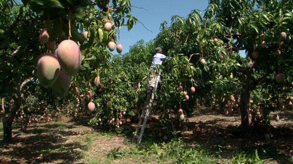 Alerte sur la filière mangue : les acteurs sur le pied de guerre Alerte sur la filière mangue : les acteurs sur le pied de guerre