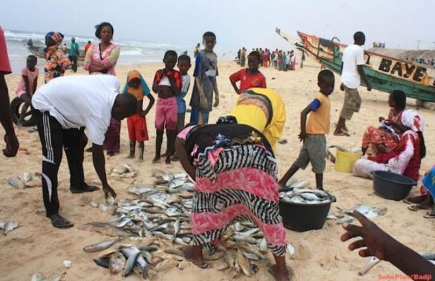 Une femme tente de dissimuler la drogue dans du poisson Une femme tente de dissimuler la drogue dans du poisson