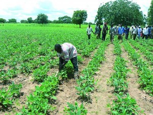 Oumar Sané, Dg de l’Agriculture : « Les pluies de fin de l’hivernage sont bénéfiques aux cultures » Oumar Sané, Dg de l’Agriculture : « Les pluies de fin de l’hivernage sont bénéfiques aux cultures »