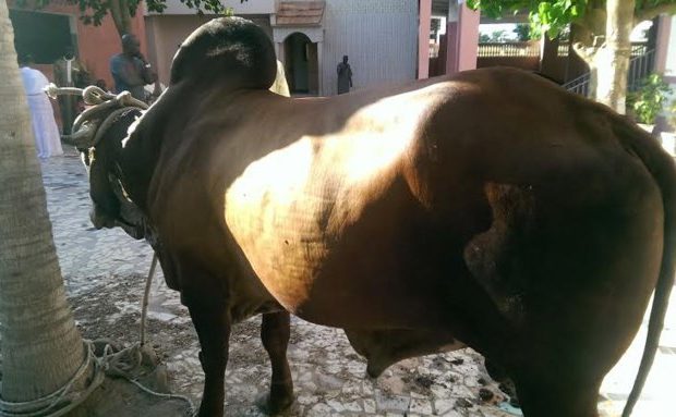 Tamxarite : Macky offre des bœufs aux mosquées du pays Tamxarite : Macky offre des bœufs aux mosquées du pays