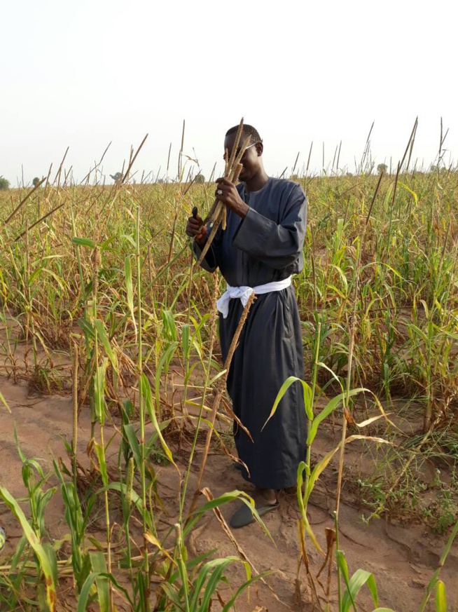 Serigne Abo, fils de Serigne Cheikh Saliou dans ses oeuvres à Khelcome. Serigne Abo, fils de Serigne Cheikh Saliou dans ses oeuvres à Khelcome.
