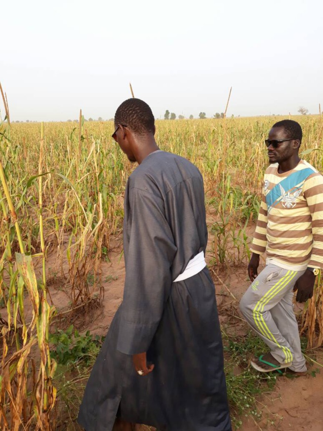 Serigne Abo, fils de Serigne Cheikh Saliou dans ses oeuvres à Khelcome. Serigne Abo, fils de Serigne Cheikh Saliou dans ses oeuvres à Khelcome.