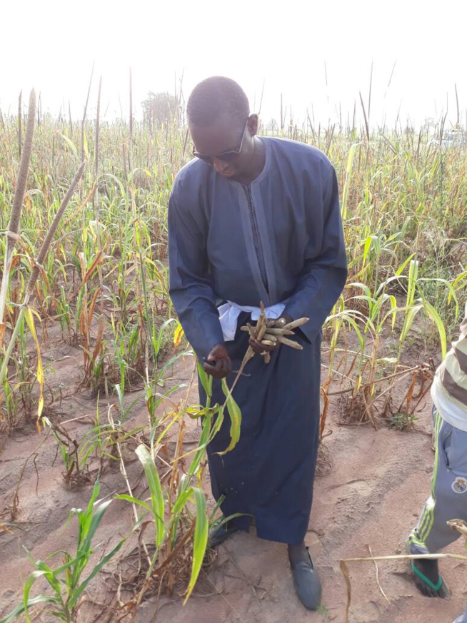 Serigne Abo, fils de Serigne Cheikh Saliou dans ses oeuvres à Khelcome. Serigne Abo, fils de Serigne Cheikh Saliou dans ses oeuvres à Khelcome.