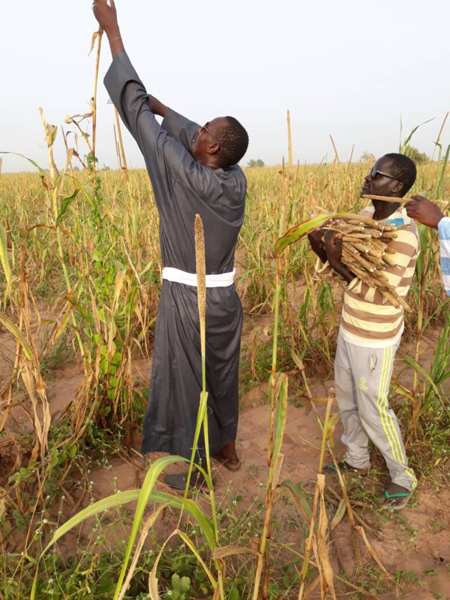 Serigne Abo, fils de Serigne Cheikh Saliou dans ses oeuvres à Khelcome. Serigne Abo, fils de Serigne Cheikh Saliou dans ses oeuvres à Khelcome.