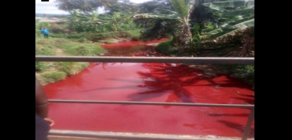 Ghana : un cours d’eau se transforme en mare de sang (vidéo) Ghana : un cours d’eau se transforme en mare de sang (vidéo)
