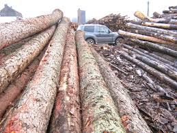 Coupe illégal de bois à Kolda : Les gardes forestiers saisissent 17 charrettes, 18 ânes et 24 billons de vène Coupe illégal de bois à Kolda : Les gardes forestiers saisissent 17 charrettes, 18 ânes et 24 billons de vène