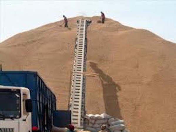Campagne arachidière: Les Chinois désertent le marché sénégalais Campagne arachidière: Les Chinois désertent le marché sénégalais