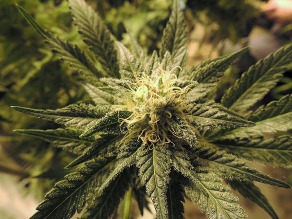 Sexe et cannabis feraient bon ménage selon STANFORD Sexe et cannabis feraient bon ménage selon STANFORD