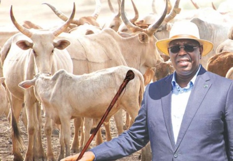 Kolda: Macky Sall réaffirme la volonté... d'éradiquer "au plus vite" le vol de bétail Kolda: Macky Sall réaffirme la volonté... d'éradiquer "au plus vite" le vol de bétail