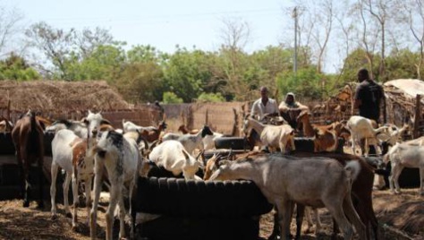 Gambie : le bétail de Jammeh vendu aux enchères Gambie : le bétail de Jammeh vendu aux enchères