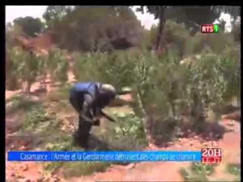 Bounkilling: Les forces de l’ordre débusquent un champ de 600kg de chanvre indien Bounkilling: Les forces de l’ordre débusquent un champ de 600kg de chanvre indien
