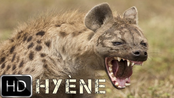 Une hyène hante le sommeil des habitants de Thiawlène, à Rufisque Une hyène hante le sommeil des habitants de Thiawlène, à Rufisque