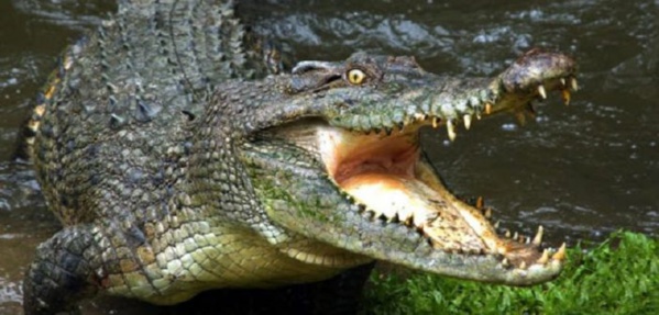 Zimbabwe: un touriste tué par des crocodiles dans le parc national Zimbabwe: un touriste tué par des crocodiles dans le parc national