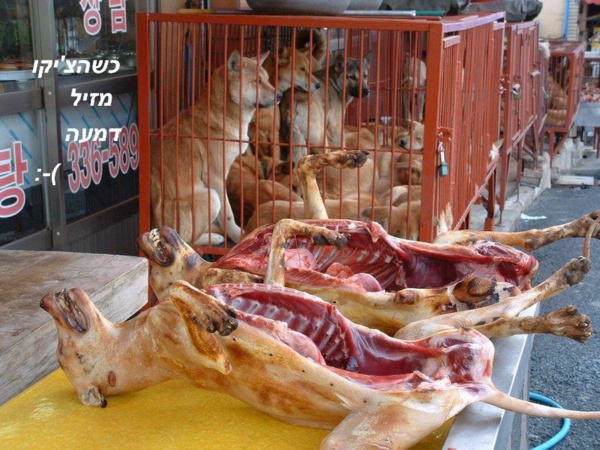 Violence et voie de fait : le Chinois tue son propre chien et se fait menacer et agresser par le vigile guinéen Violence et voie de fait : le Chinois tue son propre chien et se fait menacer et agresser par le vigile guinéen