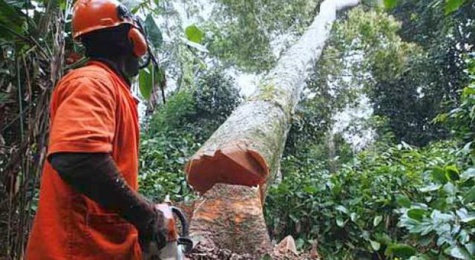 Suspension de la coupe de bois en Casamance: Greenpeace salue la décision du Président Macky Sall Suspension de la coupe de bois en Casamance: Greenpeace salue la décision du Président Macky Sall