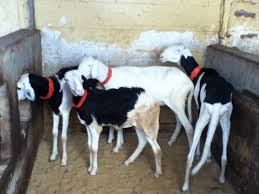 Vol à Mbour: Des malfrats emportent 25 moutons Ladoum
