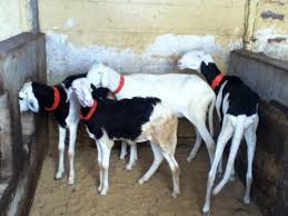 Vol à Mbour: Des malfrats emportent 25 moutons Ladoum Vol à Mbour: Des malfrats emportent 25 moutons Ladoum