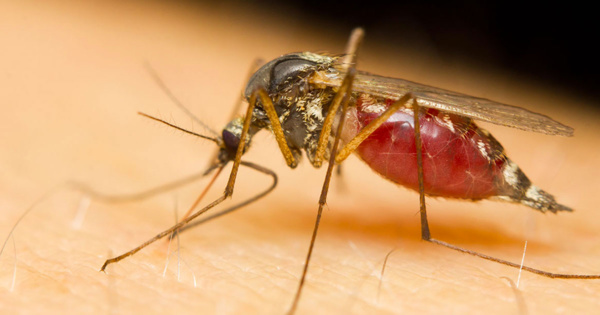 Pour dissuader un moustique de nous piquer, rien de mieux que d'essayer de l'écraser Pour dissuader un moustique de nous piquer, rien de mieux que d'essayer de l'écraser