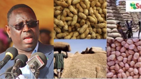 Le Président Macky Sall aux paysans du Saloum : «Ne bradez pas vos arachides » Le Président Macky Sall aux paysans du Saloum : «Ne bradez pas vos arachides »