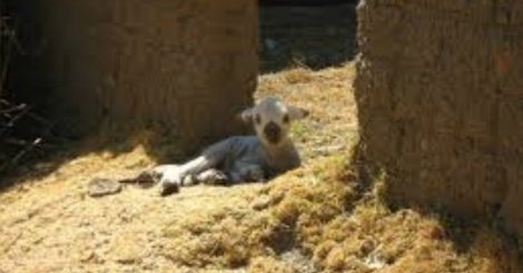 Diourbel : Un maçon surpris sur une brebis dans un bâtiment en construction Diourbel : Un maçon surpris sur une brebis dans un bâtiment en construction