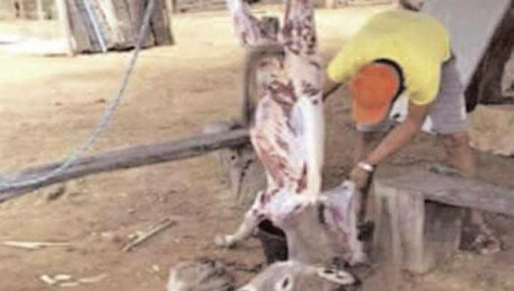 Hann-Marinas : Un homme surpris en train de dépecer des chats et des chiens Hann-Marinas : Un homme surpris en train de dépecer des chats et des chiens
