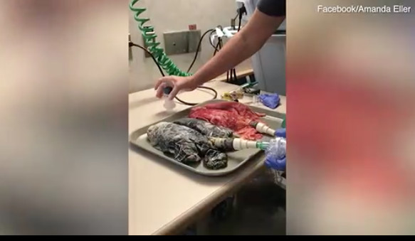 Choquant ! Une infirmière met en vidéo les poumons d’un fumeur décédé Choquant ! Une infirmière met en vidéo les poumons d’un fumeur décédé