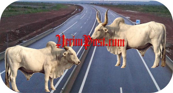 Scandale: La mort de Papis Gelongal provoquée par l’obscurité et des bœufs sur l’autoroute à péage Scandale: La mort de Papis Gelongal provoquée par l’obscurité et des bœufs sur l’autoroute à péage