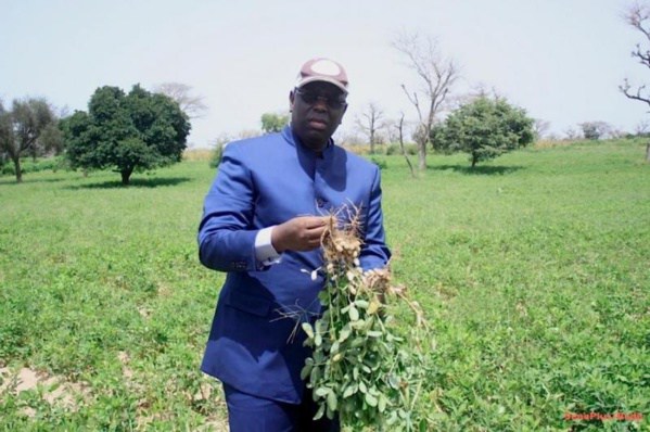 Campagne agricole: La saison 2017-2018 a battu tous les records, selon Seydou Guèye Campagne agricole: La saison 2017-2018 a battu tous les records, selon Seydou Guèye