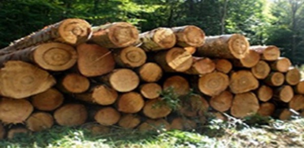 Comment le Comzone n°6 a fait foirer une importante saisie de bois Comment le Comzone n°6 a fait foirer une importante saisie de bois