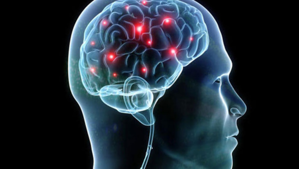 Il ne s’agit pas de science-fiction : des chercheurs ont transféré la mémoire d’un animal à un autre Il ne s’agit pas de science-fiction : des chercheurs ont transféré la mémoire d’un animal à un autre