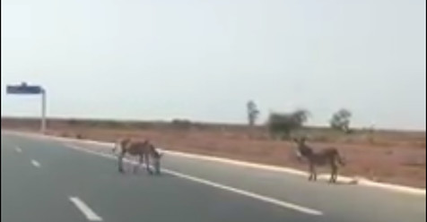 Dakar : Un automobiliste filme des ânes qui traversent l’autoroute à péage Dakar : Un automobiliste filme des ânes qui traversent l’autoroute à péage