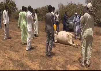 Bayakh : un agriculteur tire sur un éleveur, tue sa vache
