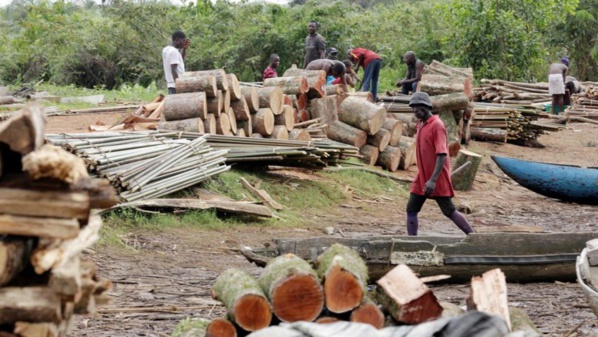 Coupe de bois en Casamance: vive tension entre les maires de Sindian et de Oulampane Coupe de bois en Casamance: vive tension entre les maires de Sindian et de Oulampane