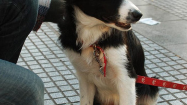 Cité CPI : Le chien du ministre Mansour Faye mord une dizaine d’enfants Cité CPI : Le chien du ministre Mansour Faye mord une dizaine d’enfants