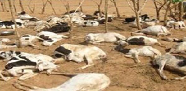 Ranch de Dolly : 6354 têtes de bétail tuées après la forte pluie Ranch de Dolly : 6354 têtes de bétail tuées après la forte pluie