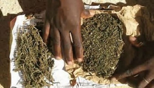 Une dame arrêtée avec 1,5 Kg de yamba à Mbour Une dame arrêtée avec 1,5 Kg de yamba à Mbour