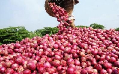 Saint-Louis : les producteurs annoncent une perte de 7000 Tonnes d’oignons