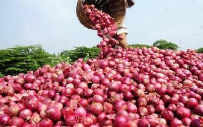 Saint-Louis : les producteurs annoncent une perte de 7000 Tonnes d’oignons Saint-Louis : les producteurs annoncent une perte de 7000 Tonnes d’oignons