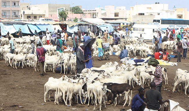 Tabaski 2018: « Fatick sera bien approvisionnée en moutons » Tabaski 2018: « Fatick sera bien approvisionnée en moutons »
