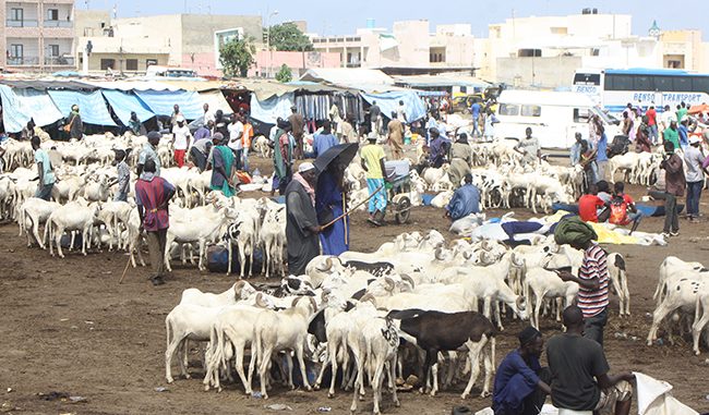 Tabaski 2018: « Fatick sera bien approvisionnée en moutons »