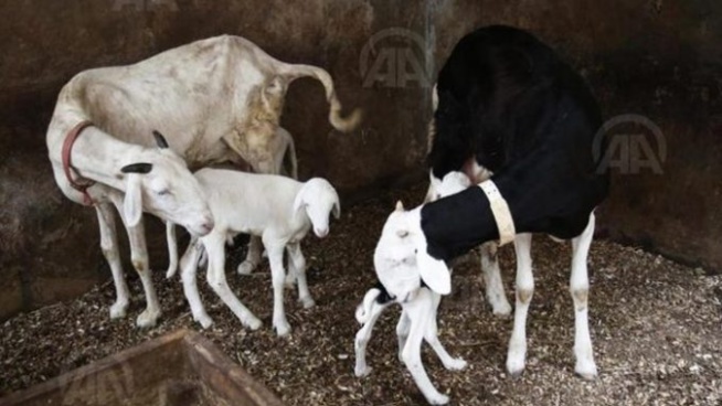 Zoophilie : Cheikh Diagne surpris en train de violer une brebis Zoophilie : Cheikh Diagne surpris en train de violer une brebis