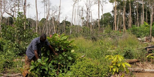 Côte d'Ivoire : l’émergence hypothéquée par le changement climatique