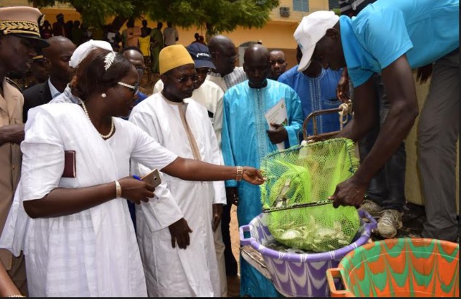 Gaya, Richard-Toll, Podor : L’aquaculture à l’honneur, le Ministre Oumar Guèye traduit la vision du Président en actes