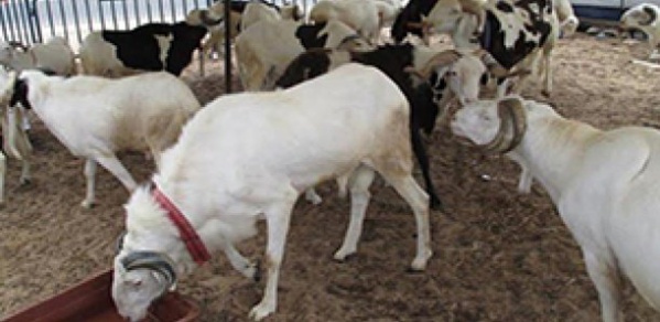 80 moutons de la mutuelle de la Gendarmerie volés 80 moutons de la mutuelle de la Gendarmerie volés