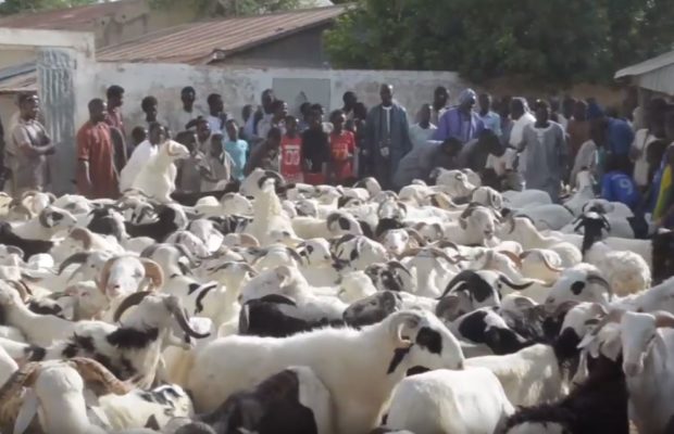 200 moutons offerts au Khalif général des Mourides